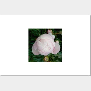 peony Posters and Art